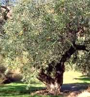 MSA OLEA EUROPEA 50 ML - Farmacia Dott. Pasquale Russo