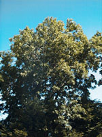 MSA FRAXINUS EXCELSIOR 50 ML - Farmacia Dott. Pasquale Russo