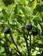 TSA VACCINIUM MYRTILLUS 50 ML - Farmacia Dott. Pasquale Russo