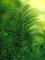 TSA EQUISETUM ARVENSE 50 ML - Farmacia Dott. Pasquale Russo