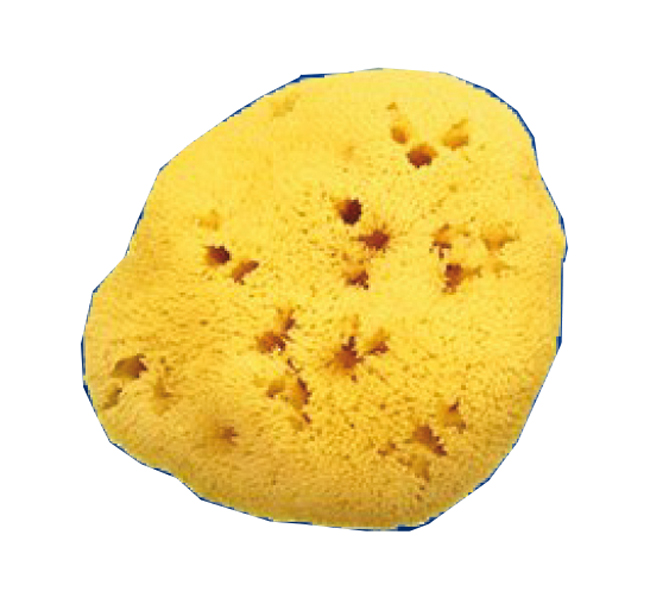 SPUGNA NATURALE FORI L 11/12CM 8 - Farmacia Dott. Pasquale Russo