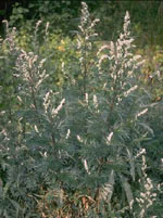 TSA ARTEMISIA VULGARIS 50 ML - Farmacia Dott. Pasquale Russo