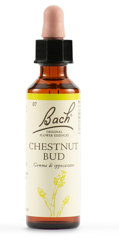 CHESTNUT BUD BACH ORIG 20 ML - Farmacia Dott. Pasquale Russo